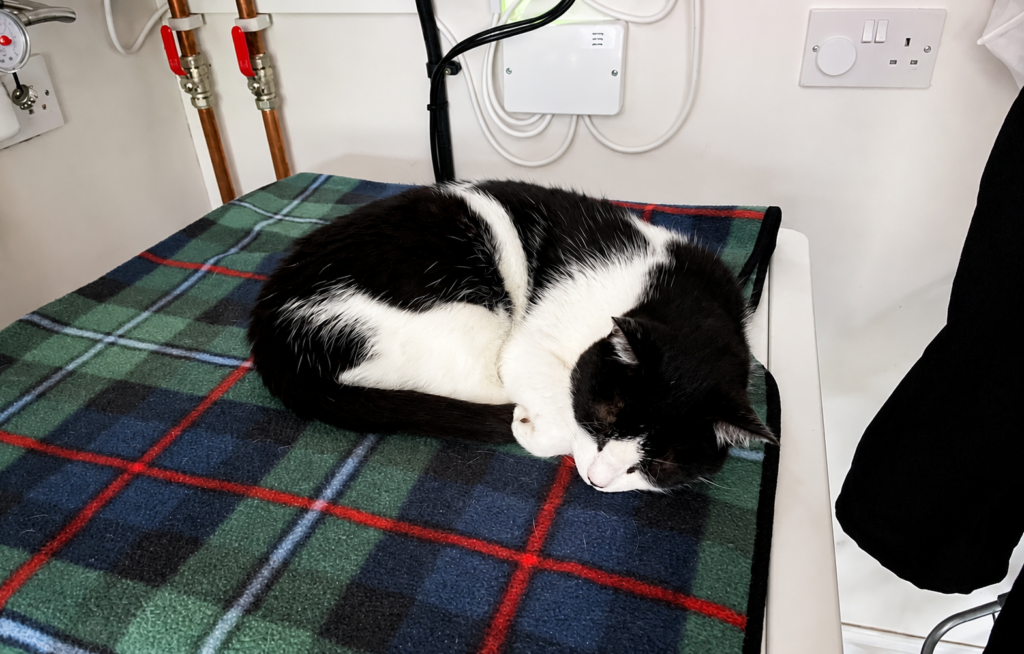 murphy the cat on top of the zeb heat battery boiler